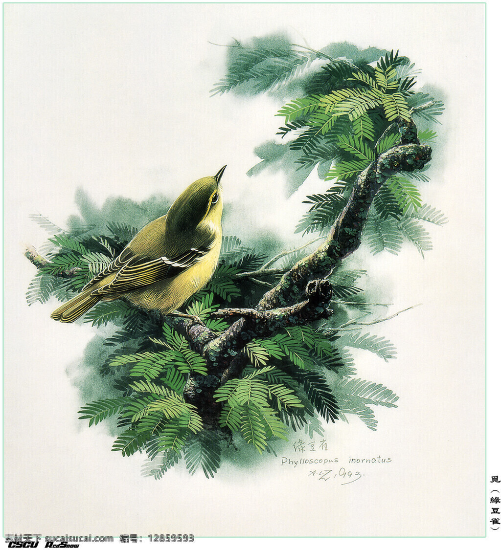 小鳥 文化艺术 美术绘画 高清晰鸟 设计图库 300