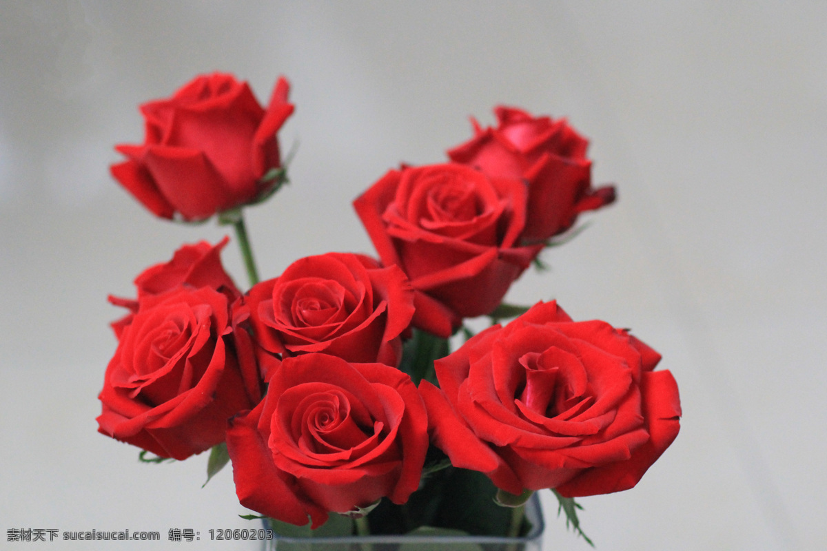 红玫瑰 插花 静物 玫瑰特写 大红玫瑰 鲜花 鲜花素材 生物世界 花草