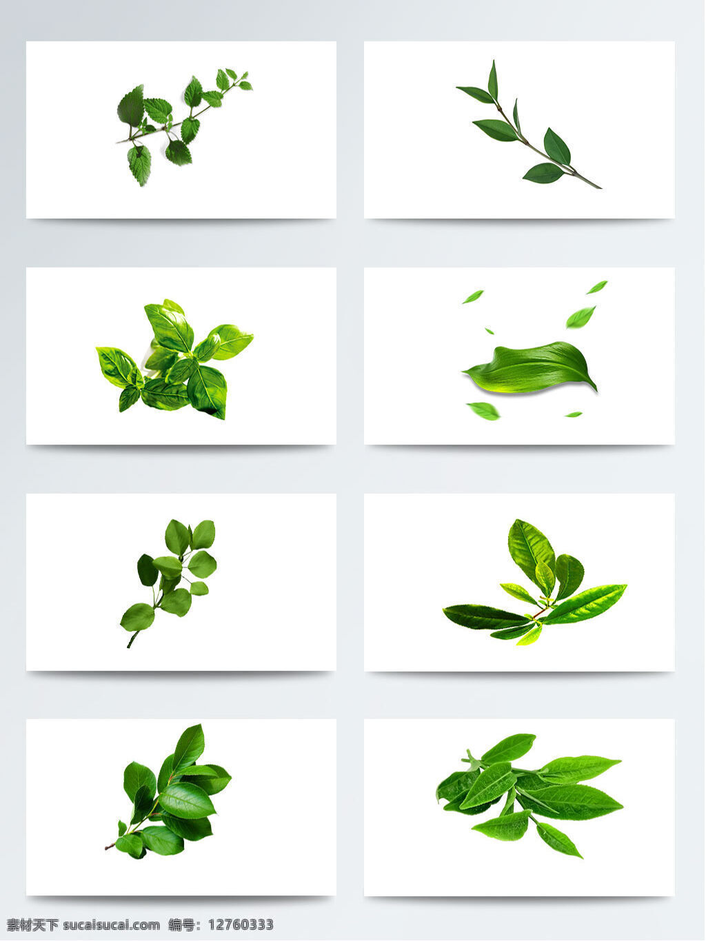 茶 茶叶 产品实物 春茶 绿茶 绿茶叶子 绿色 深绿色 叶子 植物 实物 各种 形状 元素