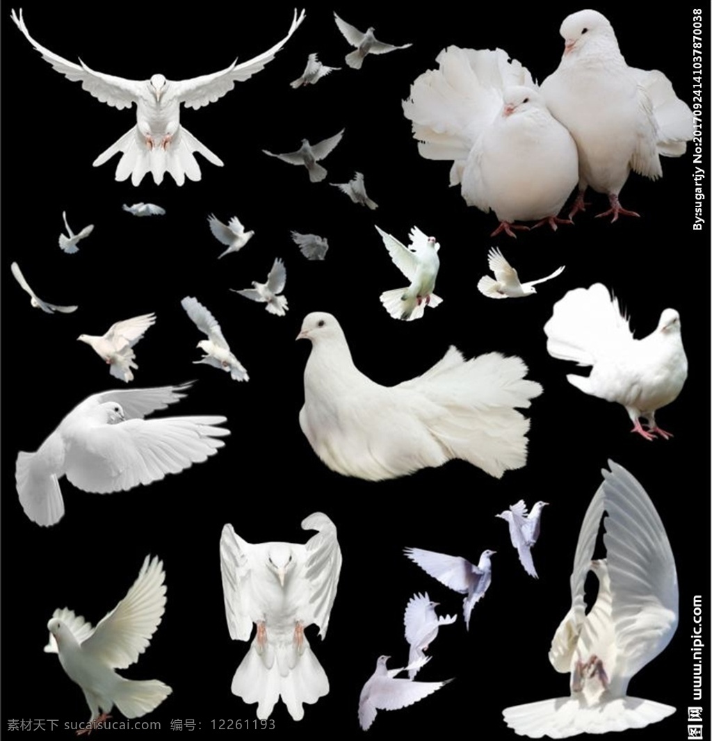 鸽子 白鸽 鸟类特写 鸽子图片 鸽子摄影 灰色鸽子 灰鸽子 动物 生物世界 鸟类