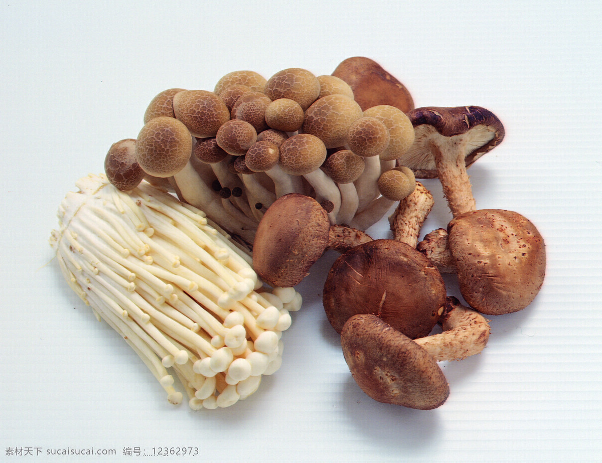 食用菌 生物 植物 自然 蔬菜 生物世界 新鲜蔬菜 摄影图