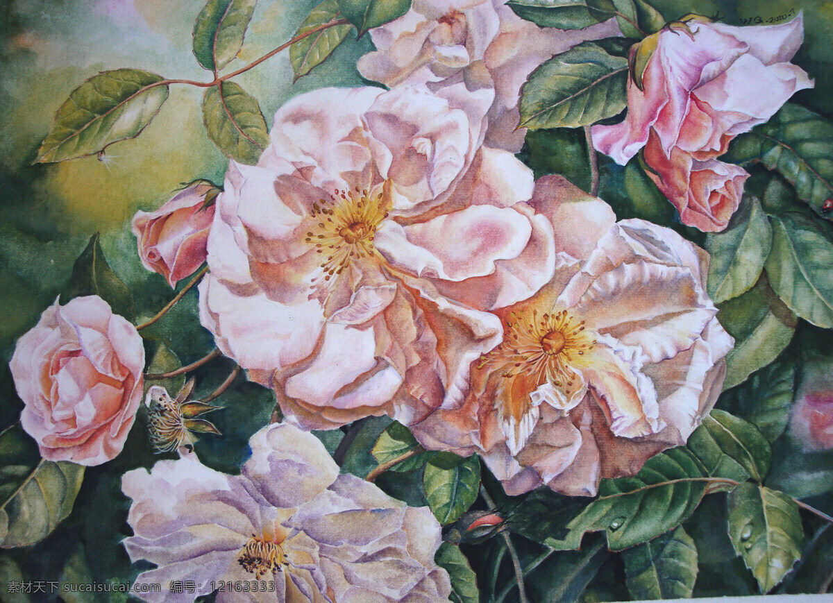 蔷薇 花卉 水彩 色彩 月季 艳丽 粉色蔷薇 露珠 花蕾 红花 绿叶 原创 绘画 艺术 花蕊 花瓣 枯萎 背光 手绘 绘画书法 文化艺术