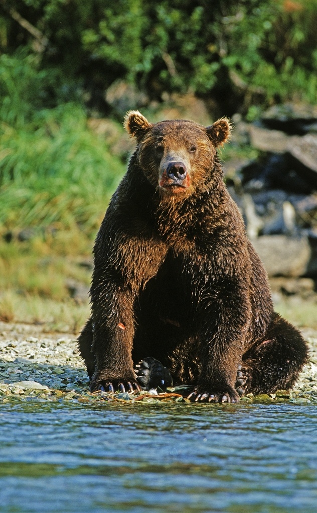 棕熊 毛毛熊 哺乳动物 野生动物 动物 熊 灰熊 生物世界