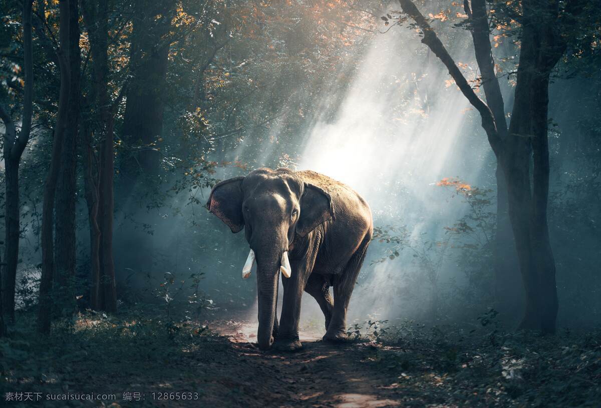 自然树林 森林 大象 自然 树林 雾林 深山老林 神秘树林 雾气缭绕树林 山林 旅游摄影 人文景观