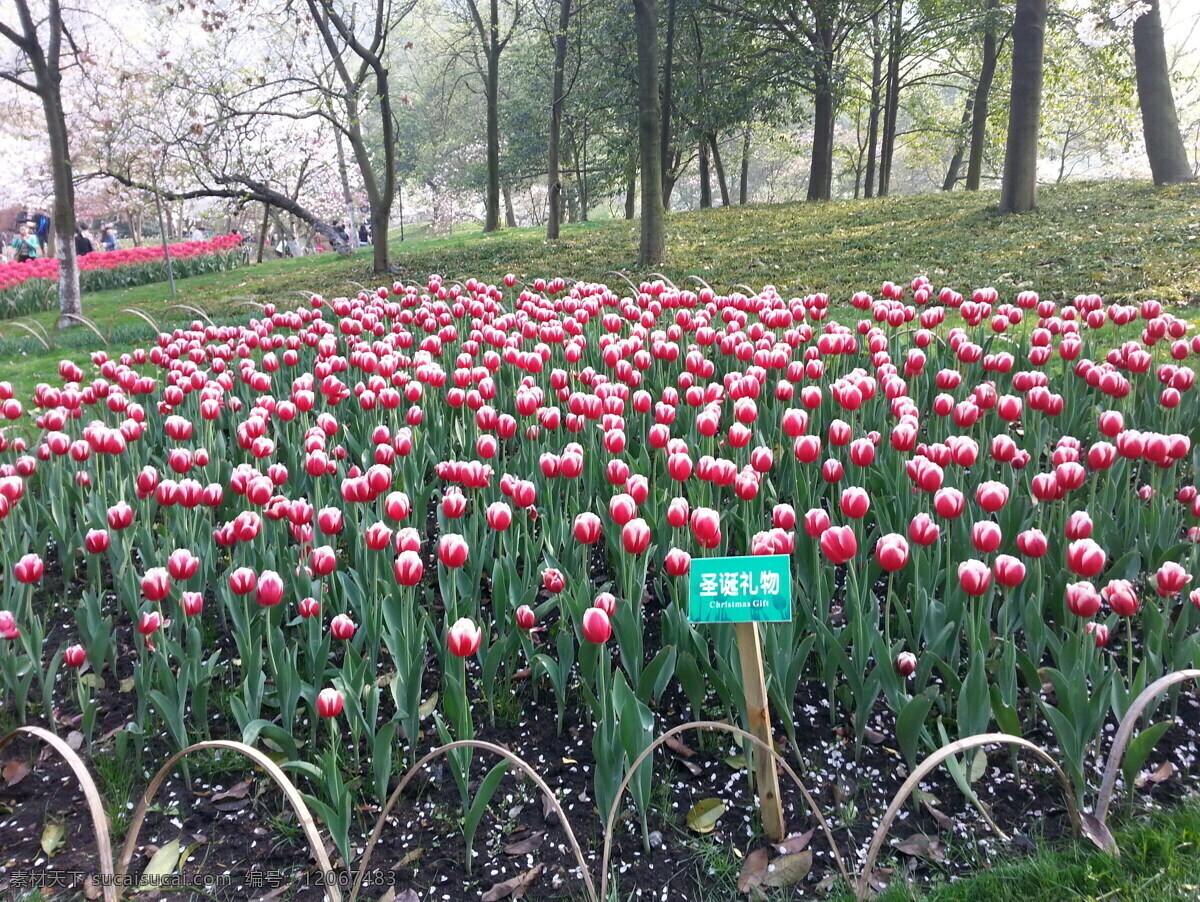 花卉免费下载 春天 公园 花草 花卉 花园 生物世界 圣诞礼物 太子湾 郁金香