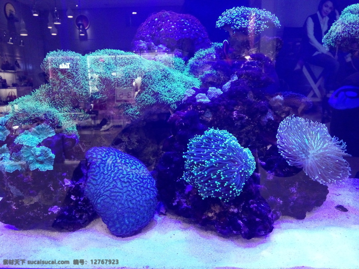 漂亮的珊瑚丛 高大 尚 珊瑚 丛 蓝色珊瑚丛