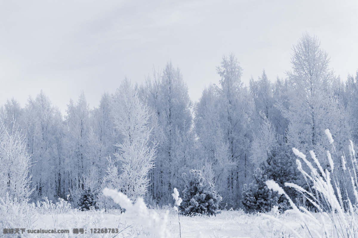 冬天 雪景 冬季 美丽风景 景色 美景 积雪 雪地 森林 树木 雪景图片 风景图片