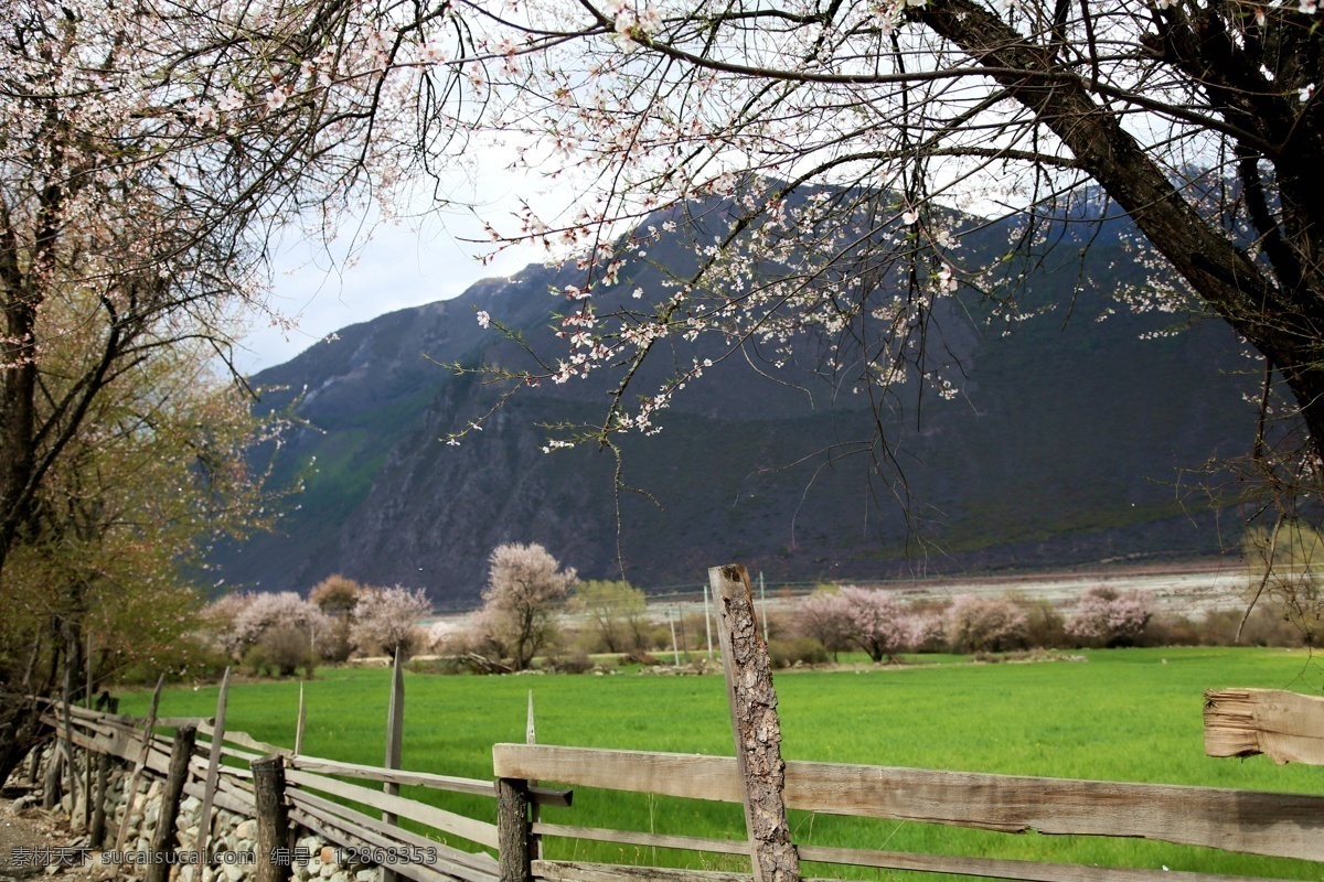 川藏林芝风景 桃花 桃树 淳朴民俗 草地 石墙 篱笆 雪山 旅游摄影 自然风景