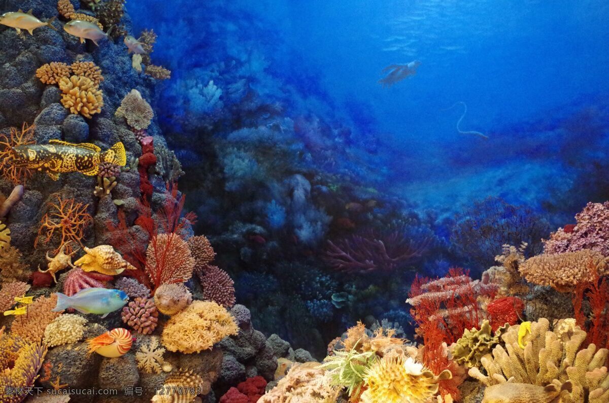 海底的珊瑚礁 海底珊瑚礁 珊瑚礁 珊瑚 海洋世界 海底世界 生物世界 海洋生物