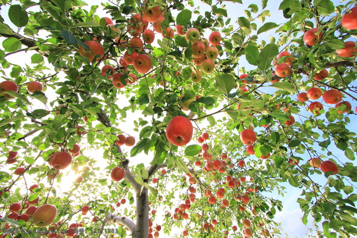苹果树 苹果特写 红苹果红富士 苹果 果实累累 苹果园 苹果种植 果园苹果 收获 烟台苹果 栖霞苹果 树上的苹果 红富士苹果 苹果采摘园 苹果种植园 苹果林