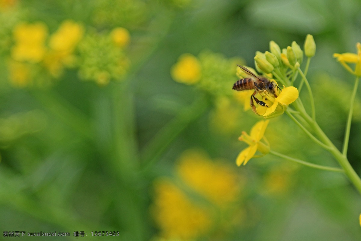 蜜蜂 采 蜜 春分 春天 昆虫 蜜蜂采蜜 生物世界 微距 油菜花