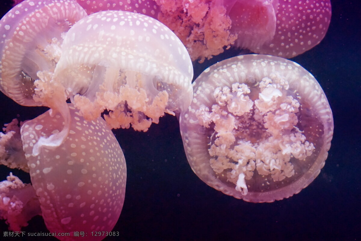 彩色 水母 高清 彩色水母 端棍水母 海蜇 粉色水母