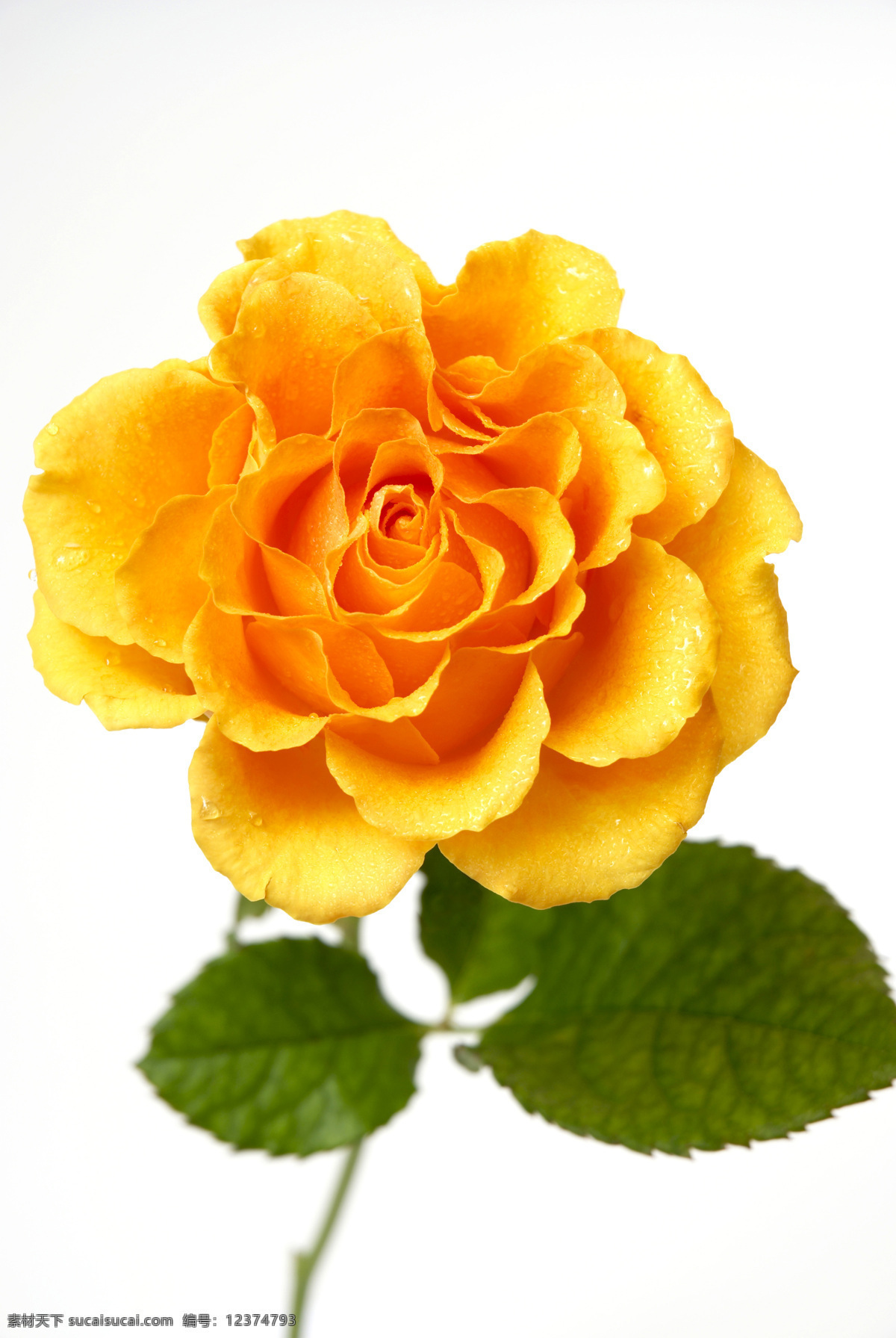 玫瑰花 花 花草 黄玫瑰 玫瑰 其他生物 摄影图 生物世界 叶子 黄色月季花