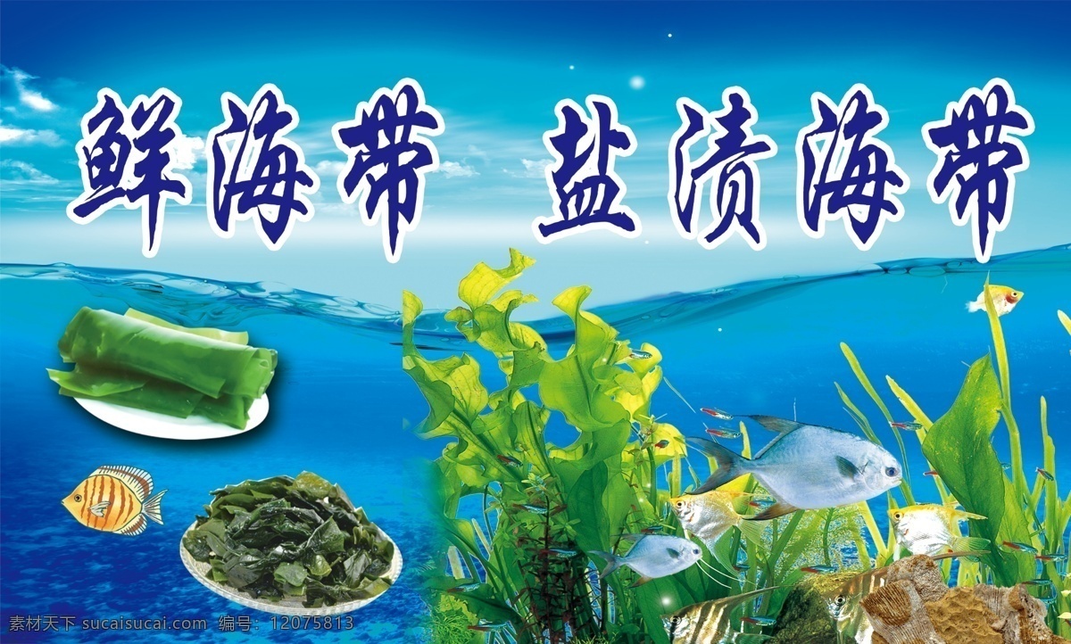 鲜海带 海洋背景 大海 群带菜 海洋食品 海底世界 盐渍海带 海带片 海带根 涮品类 火锅 海带丝 海产品包装 特色美食小吃