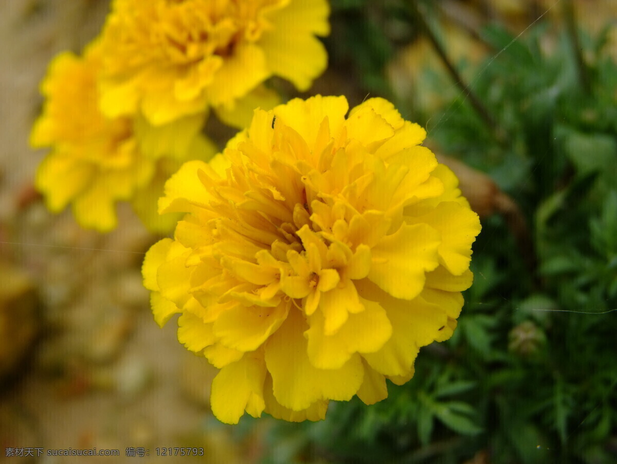 花语 春季 花草 黄色 菊花 生物世界 psd源文件