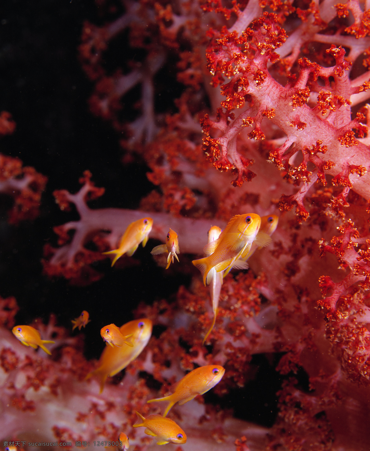 海底 鱼群 高清 海底世界 海洋馆 海鱼 海水 深海 水族 鱼类 海洋生物 生物世界 珊瑚 美丽风景 高清图片 海洋海边 自然景观 黑色