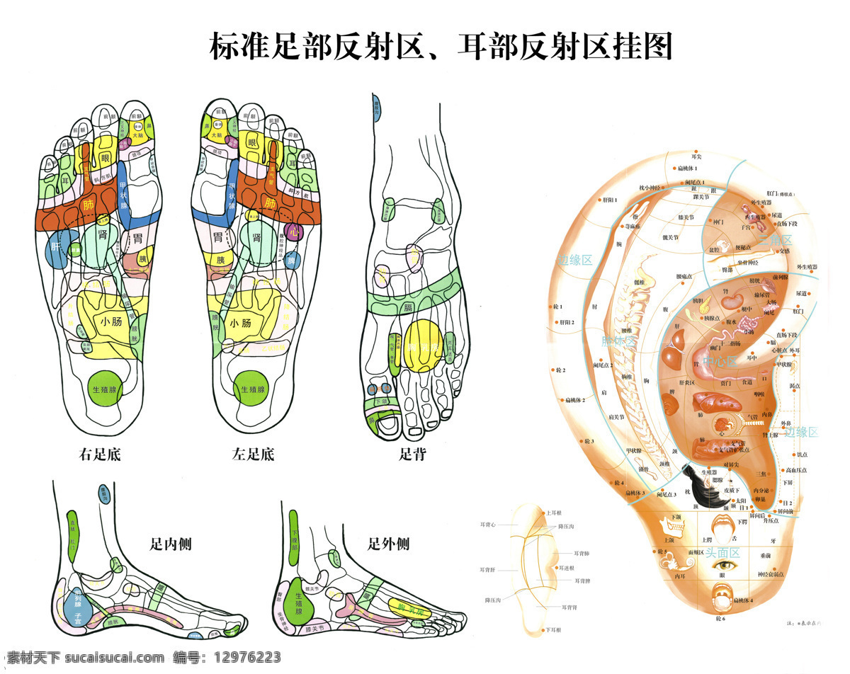 标准足部挂图 足部反射区 耳部反射区 穴位 挂图 经络 医疗护理 现代科技