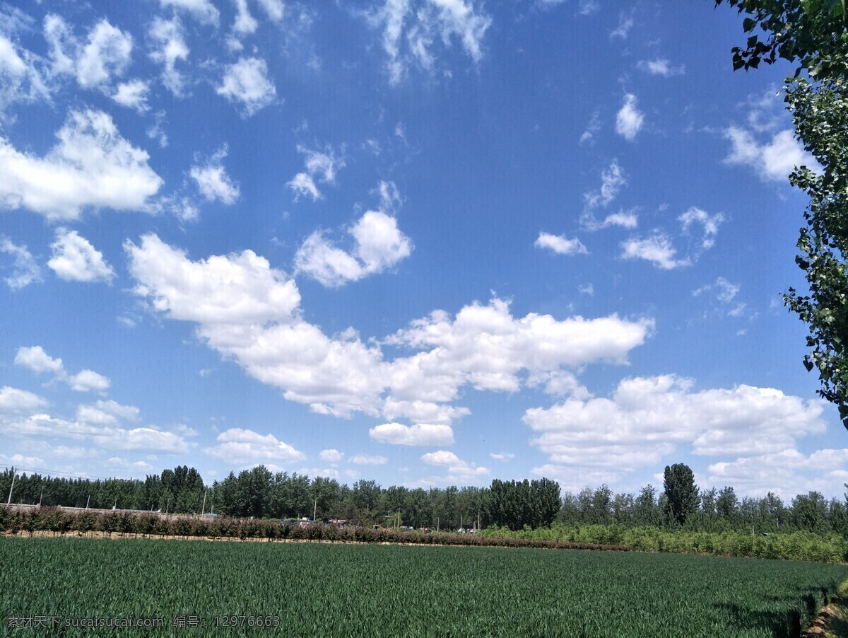 麦田风景 麦田 小麦 绿色 树木 蓝天 天空 白云 云朵 风景图 自然景观 田园风光