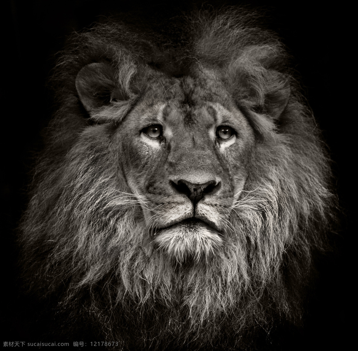 非洲雄狮 雄狮 狮子头 狮子摄影 狮子特写 狮子 咆哮的狮子 怒吼的狮子 咆哮 怒吼 动物 野生动物 生物世界