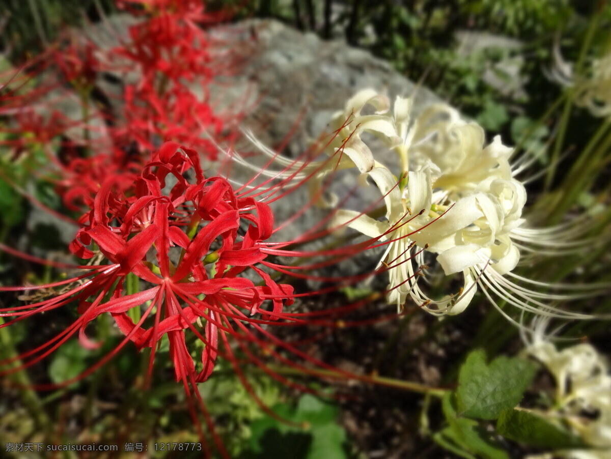 曼珠沙华高清 曼珠沙华 花朵 彼岸花 花蕾 野花 花瓣 绿叶 花枝 花卉摄影 花草植物 鲜花 特写 高清 曼珠 沙华