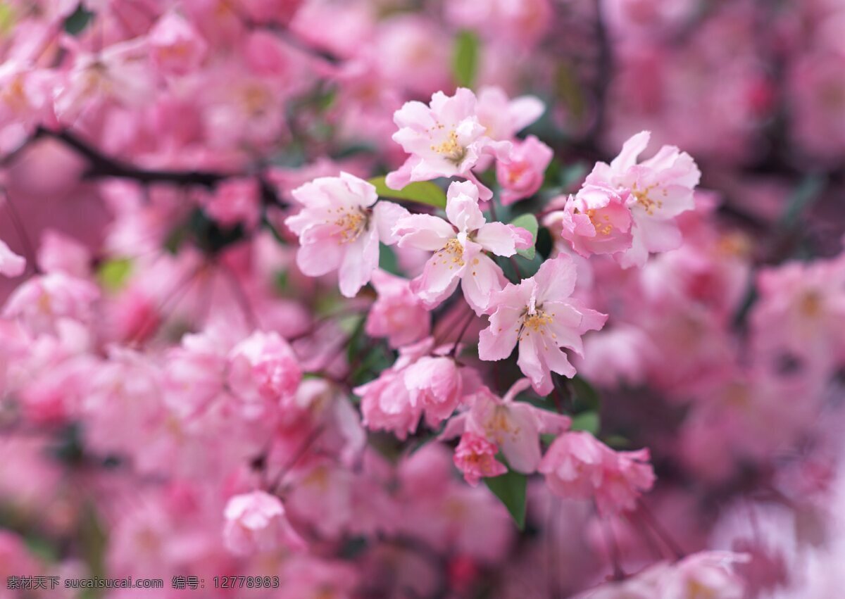 盛开 野花 鲜艳 野花群 花的海洋 花卉 风景 花海 自然风景 植物 花 花草树木 生物世界