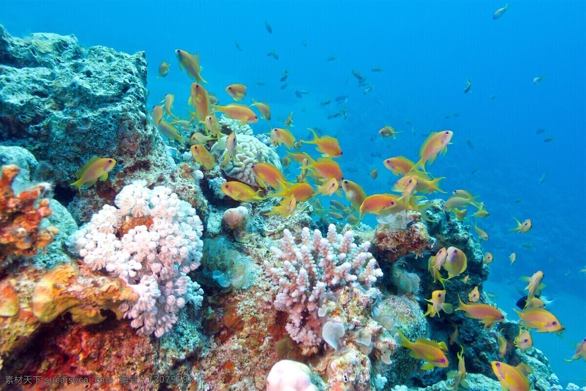 海底世界图片 珊瑚 海底世界 海鱼 鱼群 海底鱼群 水中鱼群 海中鱼群 水底鱼群 小鱼 鱼儿 海洋鱼群 海底 海中 海洋 唯美鱼群 炫彩鱼群 渔业 捕鱼 海上作业 水下鱼群 水下摄影 水下拍摄 成群结队 一群鱼 生物世界 海洋生物