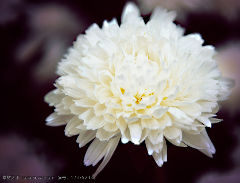 位图免费下载 服装图案 高清 花朵 位图 植物 写实花卉 面料图库 服装设计 图案花型