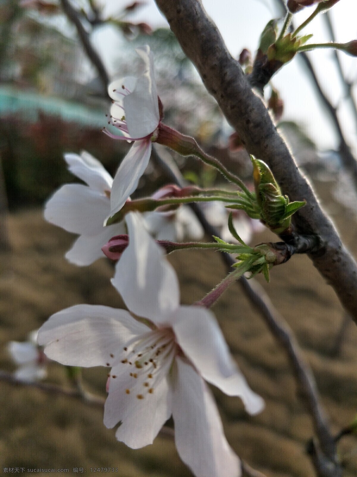 樱花 盛开的樱花 樱花观赏 樱花树 樱花背景 樱花节 自然景观 田园风光