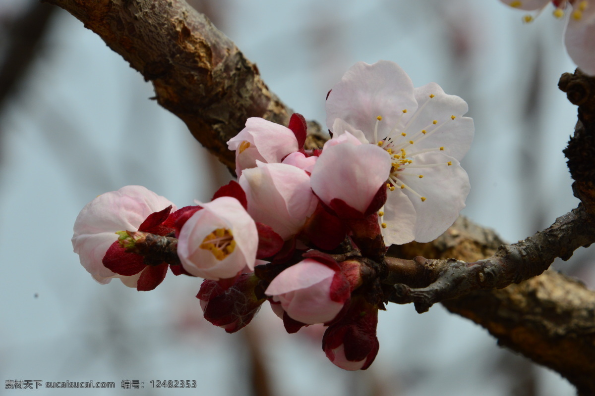 天坛古杏花 花朵 花瓣 花蕊 杏树花 树枝 杏树 花卉 花儿 花草 园林景观 绿化景观 杏树杏花 生物世界