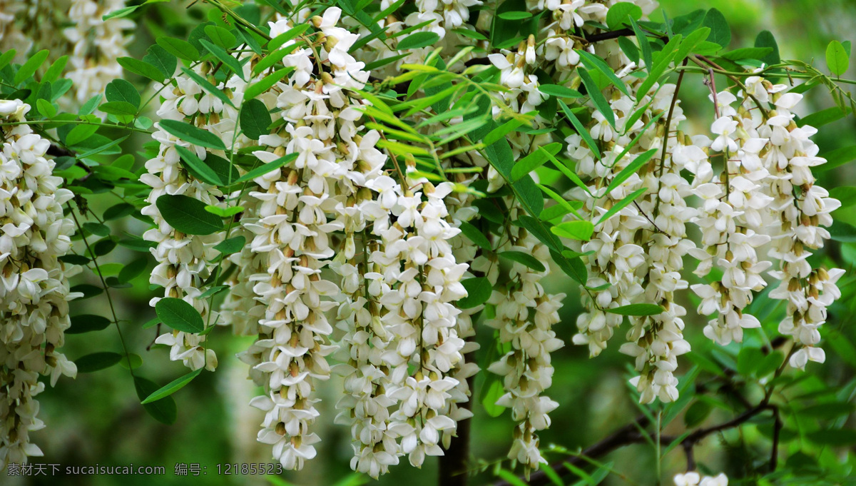 槐花 槐树 白槐花 春天 槐花饼 家乡 生物世界 花草 绿色