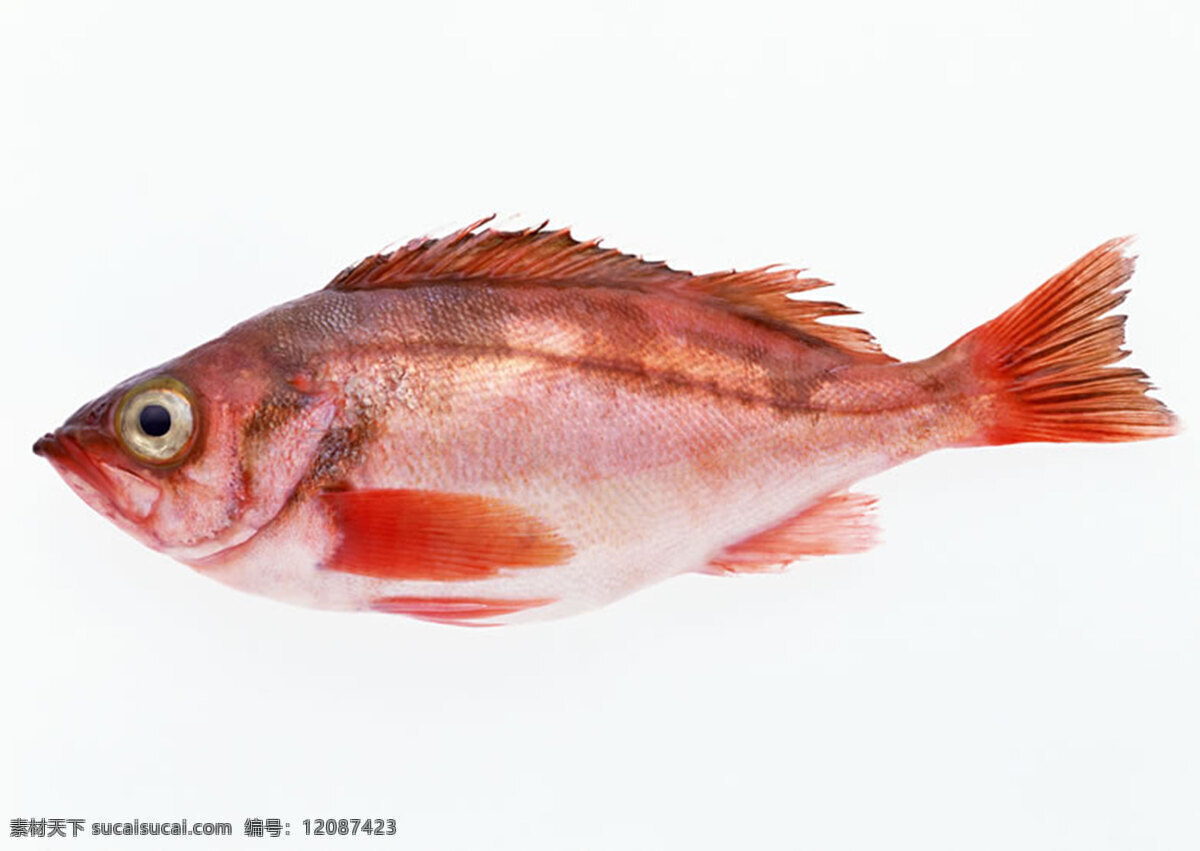 魚 300 摄影图库 生物世界 鱼类 魚類 攝影圖庫