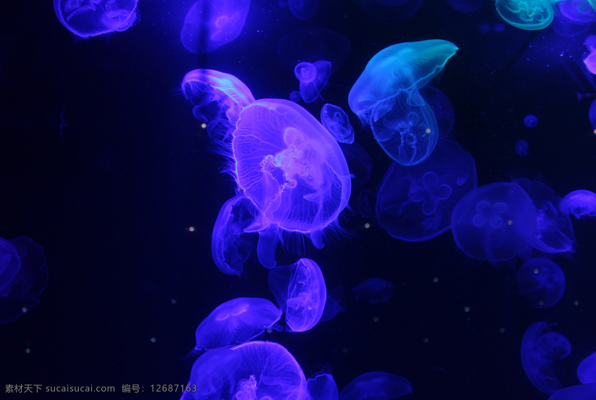 梦幻水母 水母世界 自然之美 海月水母 水母图片 水之精灵 桃花水母 澳洲斑点水母 水母 生物世界 海洋生物 海洋世界 水母群 大批水母