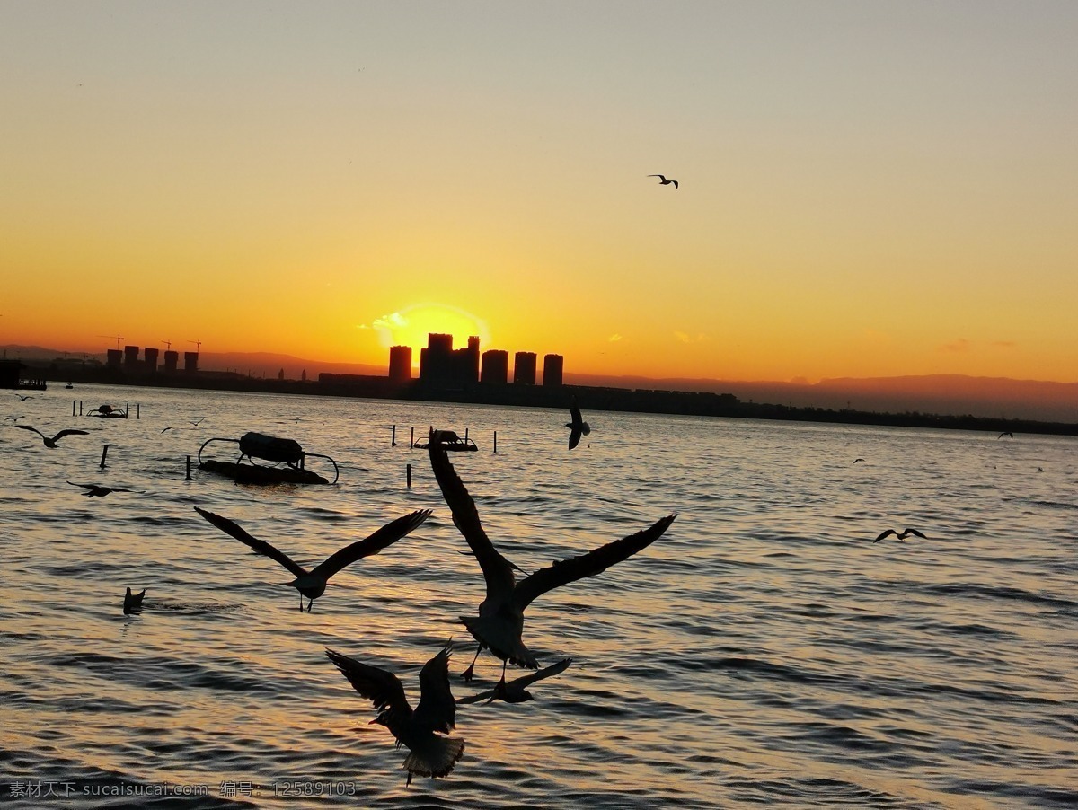 昆明海鸥 水 滇池 鸟 海鸥摄影 海鸥照片 鸟照片 摄影作品 鸟类摄影 海鸥摄影作品 滇池摄影 太阳 初升的太阳 辰光 山水 生物世界 鸟类