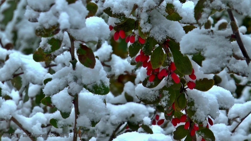 视频背景 实拍视频 视频 视频素材 视频模版 树枝 积雪 树枝视频素材 积雪视频