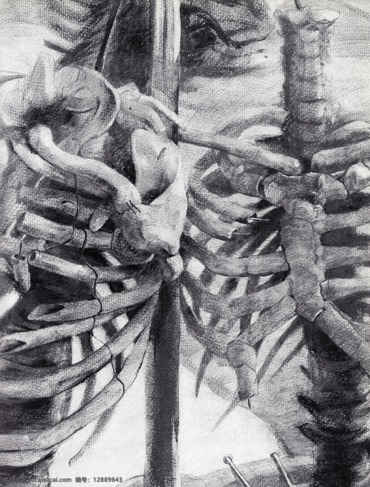 杯子 标本 骨头 黑白画 绘画书法 静物素描 骷髅 实验 素描 设计素材 模板下载 实验素描 线描 线条 中国美术学院 师生作品 高考素描 大学素描 书 头骨 羊头 羊角 文化艺术