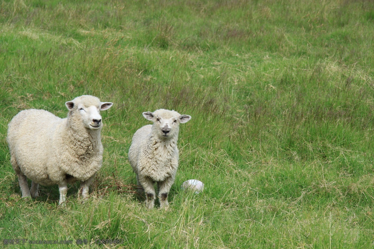 新西兰 牧场 风景 绿地 草地 绵羊 饲养 新西兰风光 旅游摄影 国外旅游