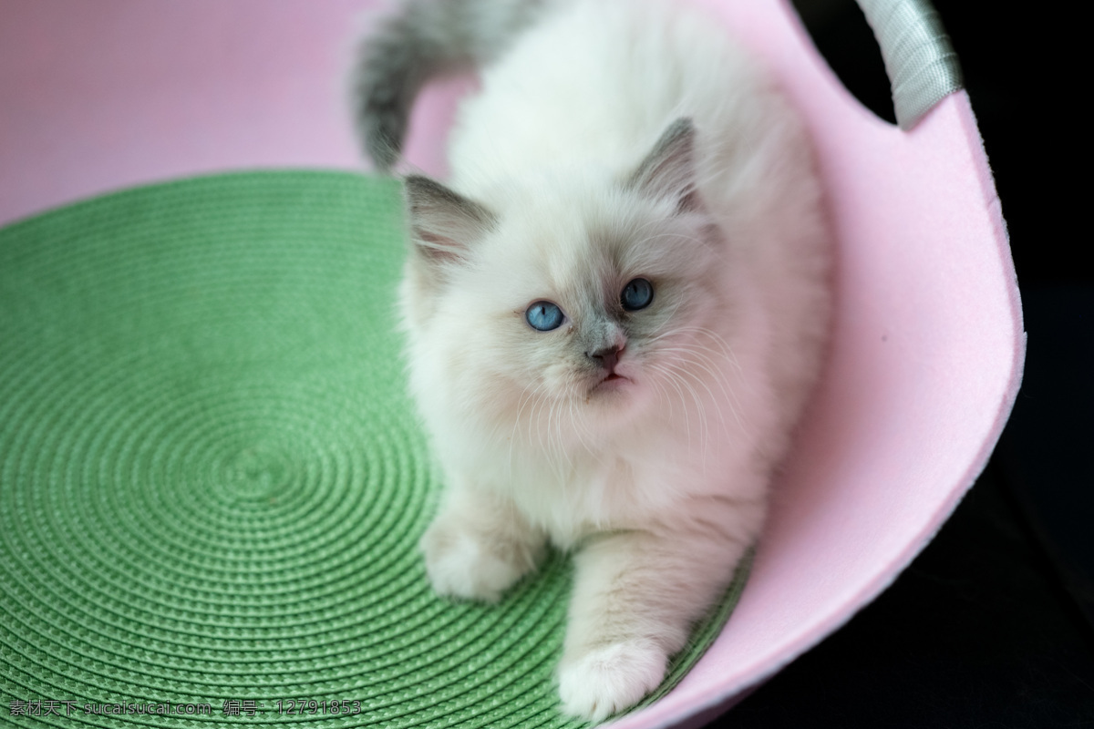 蓝色 手套 布偶 猫 布偶猫 宠物 萌宠 动物 猫咪 萌猫 生物世界 其他生物