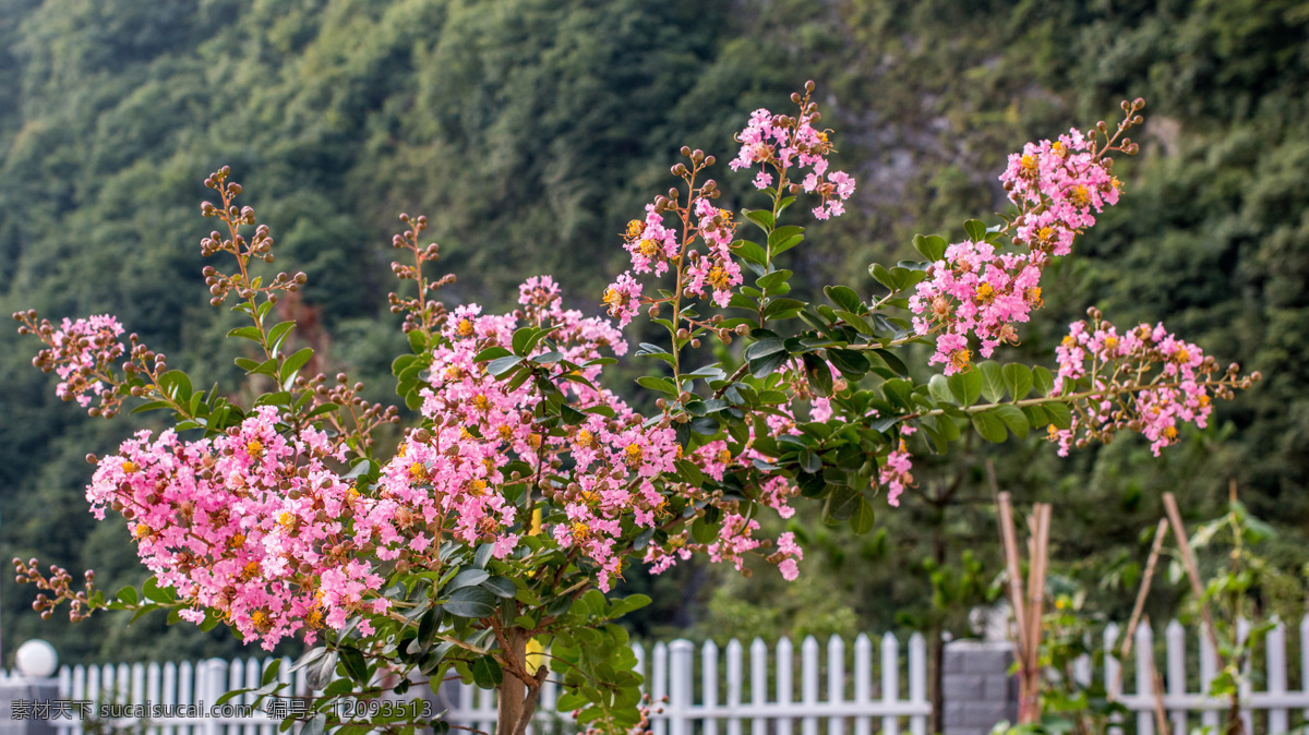 紫薇花 紫薇 花 植物 景观 风景 生物世界 花草