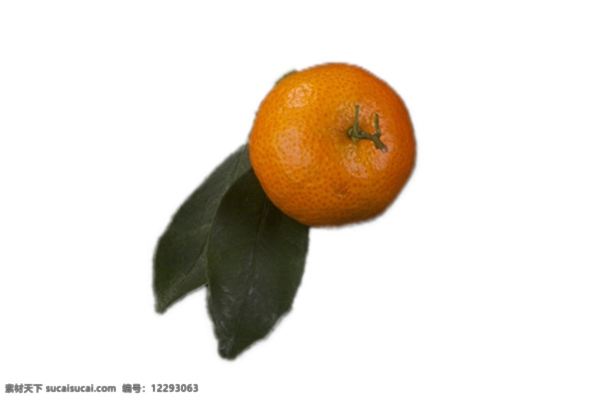 一个 带 绿色 橘子 带绿叶的 新鲜 甘甜 好吃 安全 野生 橘子树 成长 植物 美丽 水果 水分足