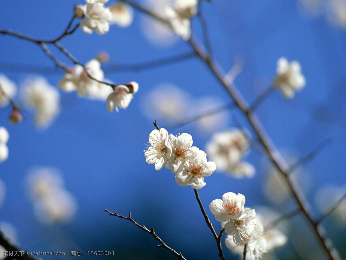 春天 满 树 梨花 唯美 风景 美景 白色 生物世界 花草