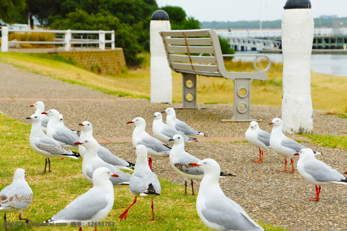 澳洲 塔斯马尼亚 海鸟 海滨 码头 海岸 旅游 风光 风景 国外风景 家禽家畜 生物世界 黄色