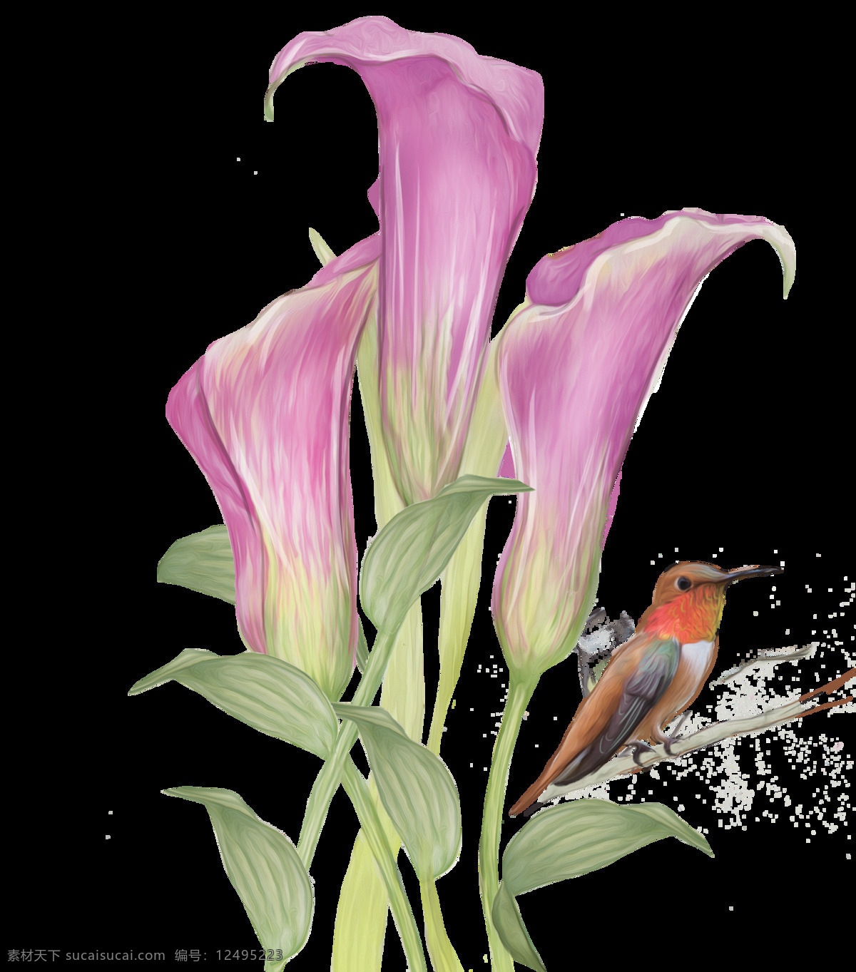 手绘 花鸟 图案 水彩 花朵 透明 png素材 逼真 免扣素材 小鸟 紫色