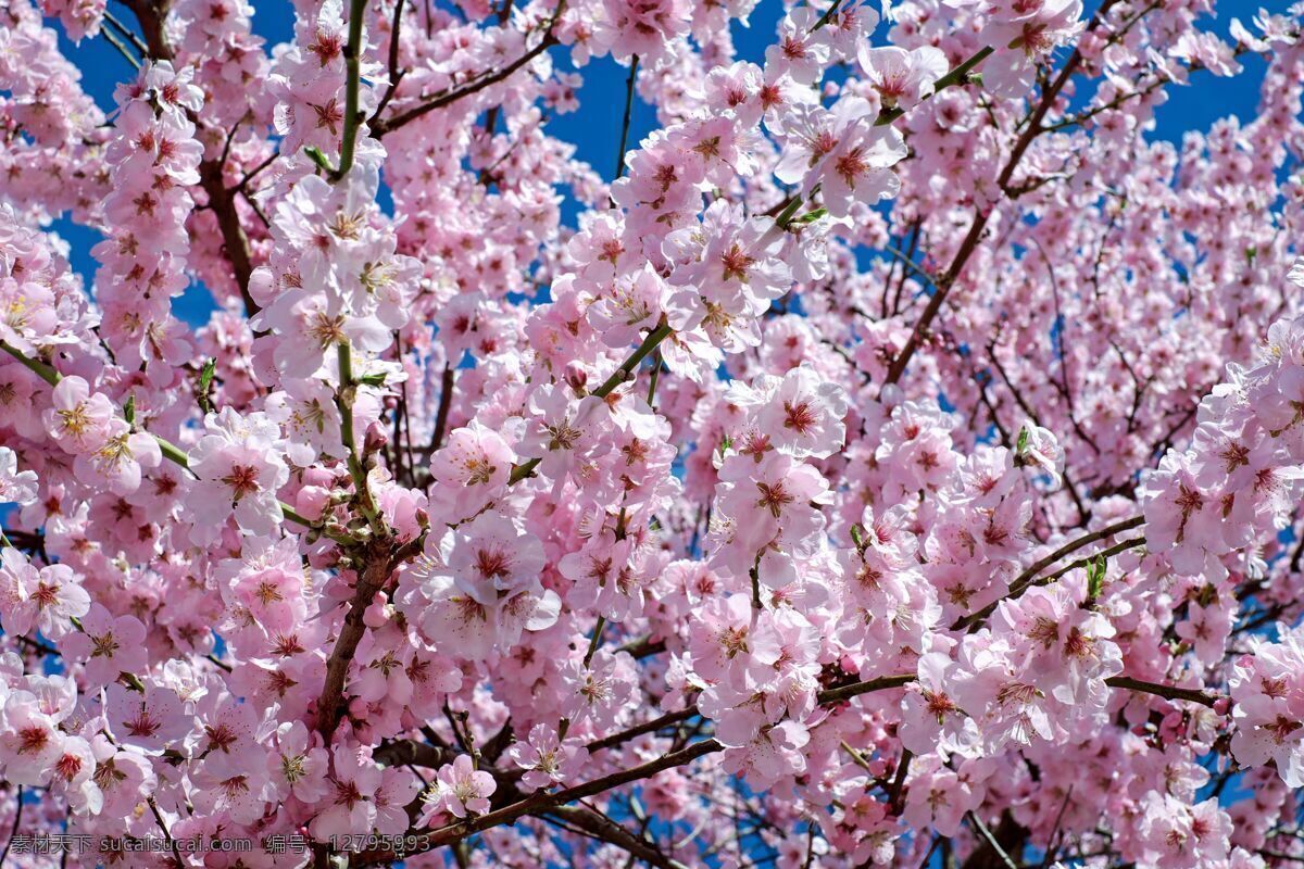 春季樱花图片 春季 花朵 樱花 粉色 春天 自然景观 自然风景