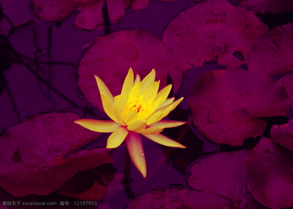 妖魅蓝莲花
