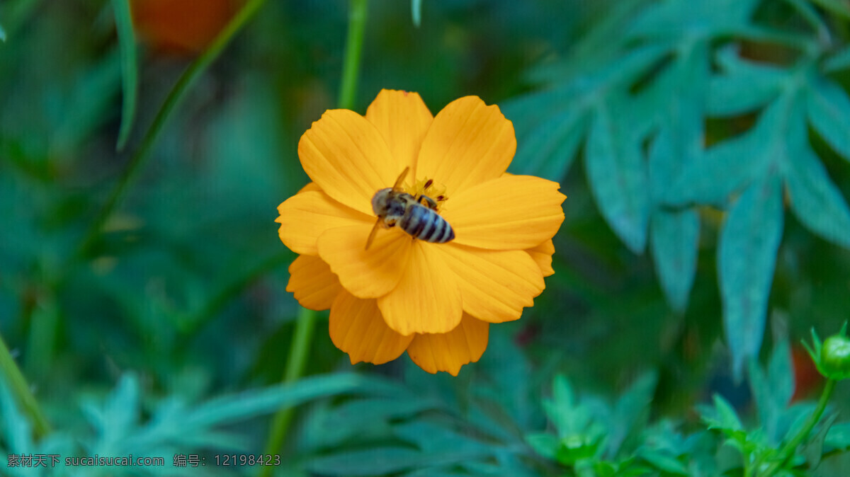 黄秋英 花 植物 蜜蜂 采蜜 壁纸 植物原创共享 自然景观 自然风景