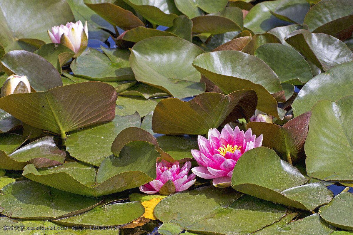 莲花图像