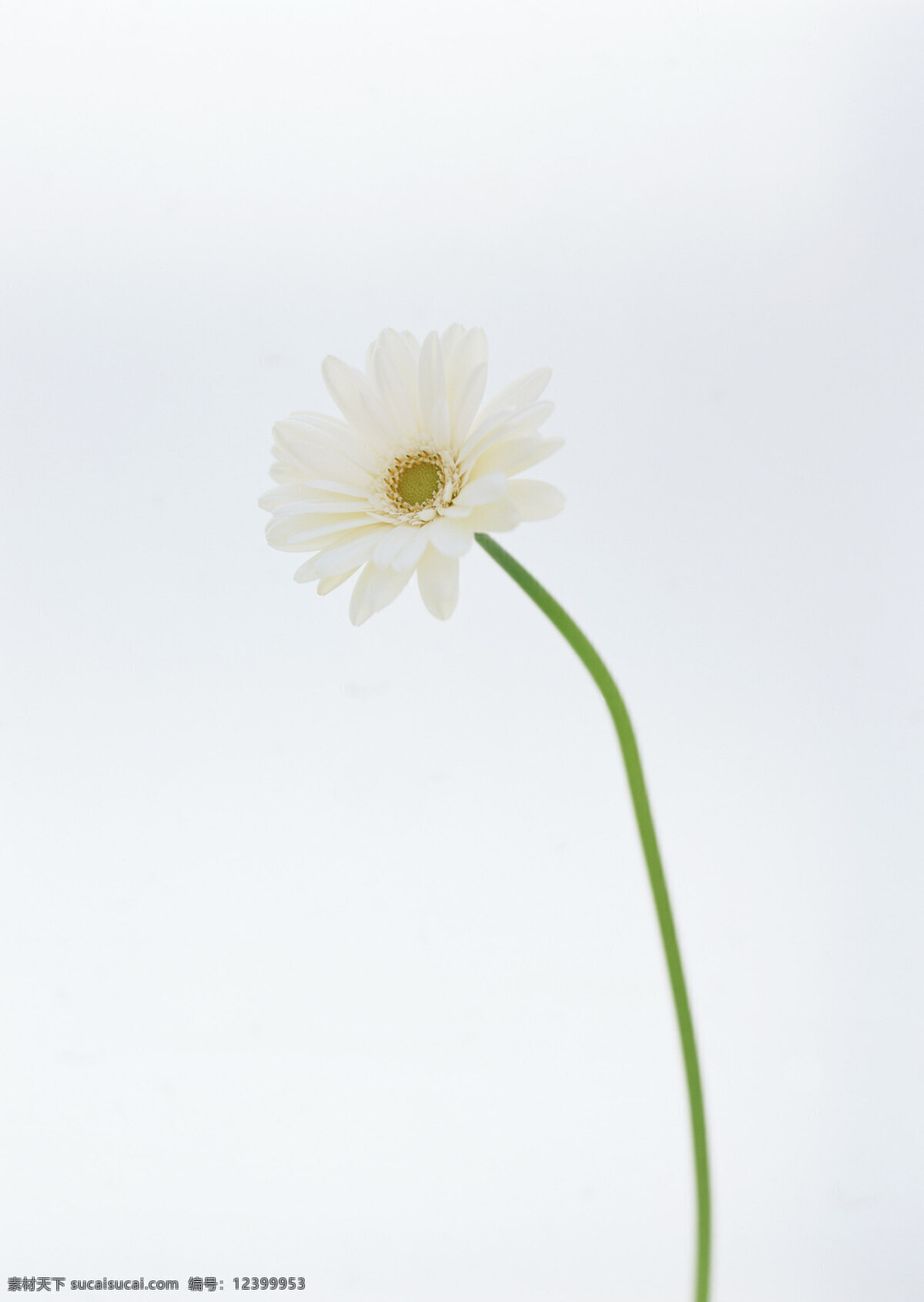 白菊花 花朵 植物 生物 白色 素净 美丽 清新 枝干 孤独 背影 花草 生物世界
