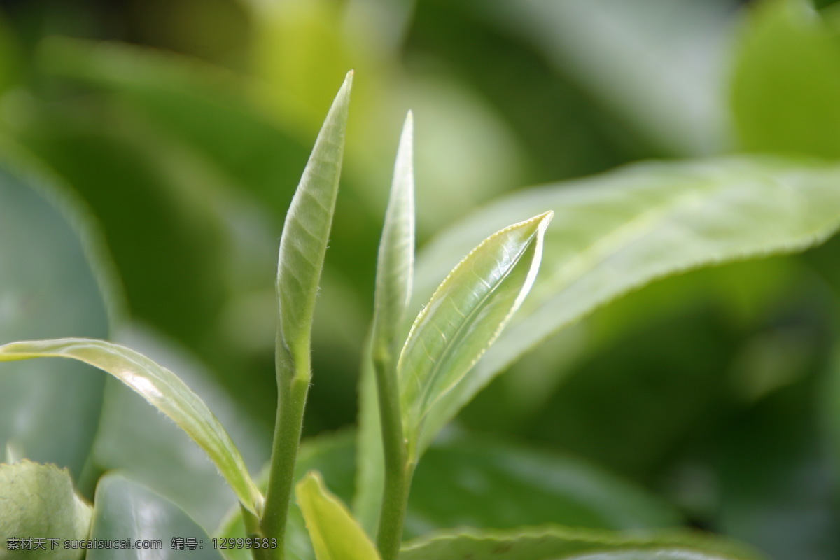 茶叶 嫩芽 树木树叶 生物世界