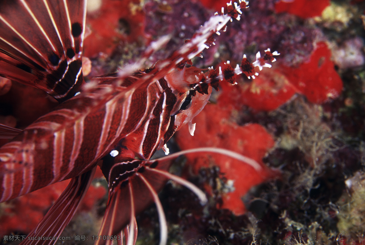 全球 首席 大百科 海底 珊瑚 深海 生物 鱼 生物世界