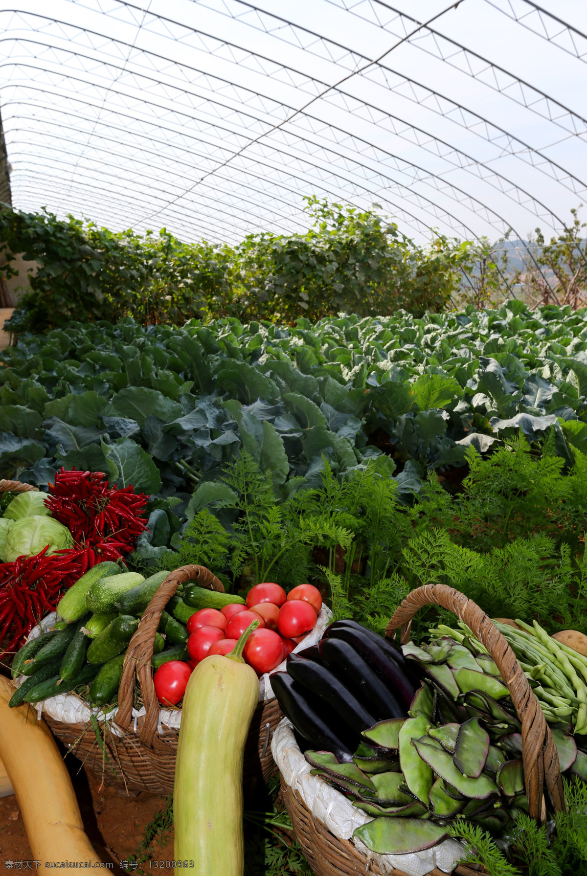 开心 农场 院子 菜园 种菜 果 收获 丰收 蔬菜 自然景观 田园风光